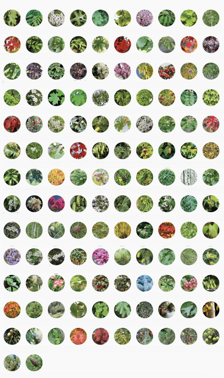 Project five. Data visualization. 132 Tree Species in New York City.